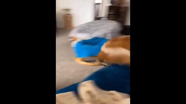 Смешные животные. # 5 смотреть онлайн