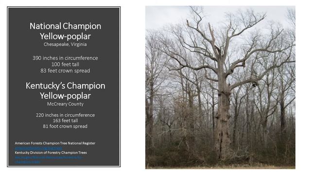 White Oak Genetics Program - From the Woods Today - Episode 60 смотреть онлайн