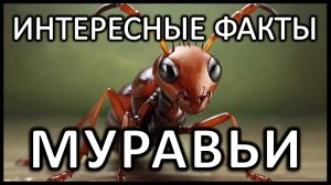 Интересные факты о муравьях