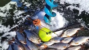 Вот это кайф февральский клев на безмотылку как ни когда.