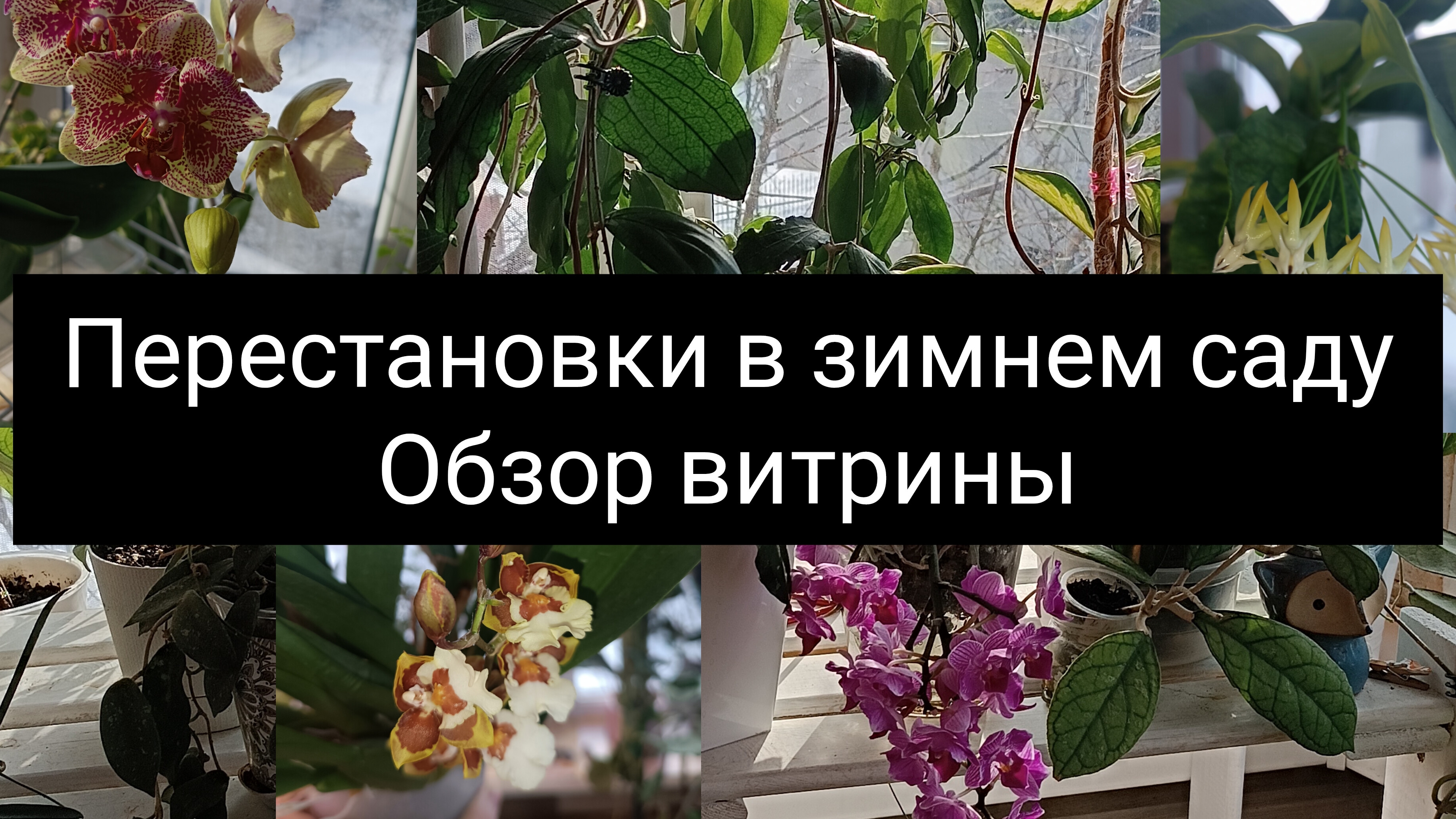 мой зимний сад и витрина с растениями