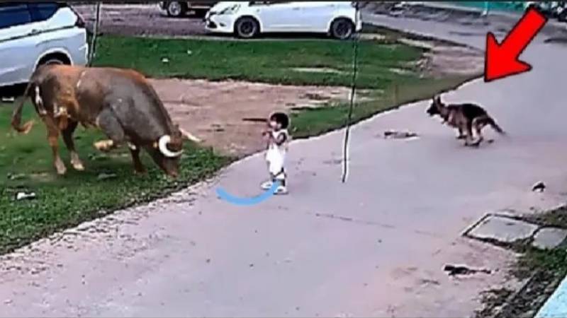 Геройская собака спасает ребёнка – Реальные истории спасения! смотреть онлайн