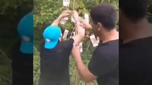 Пулро аз дарахт инхел мечинанд смотреть онлайн