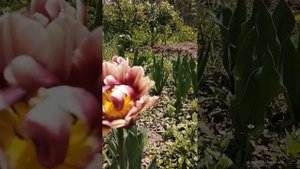 Тюльпан Баллада Экзотик, РедВуд, Белиция.