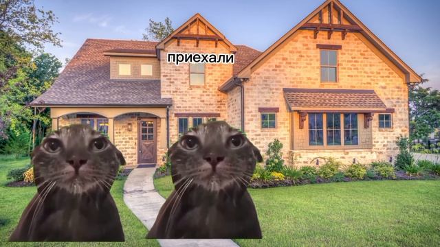 кошачья жизнь (5 часть)