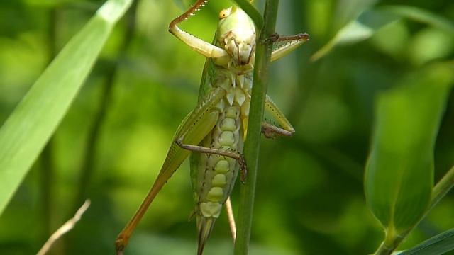 キリギリスの腹部の動き смотреть онлайн