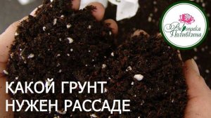 ЛУЧШИЙ ГРУНТ ДЛЯ РАССАДЫ