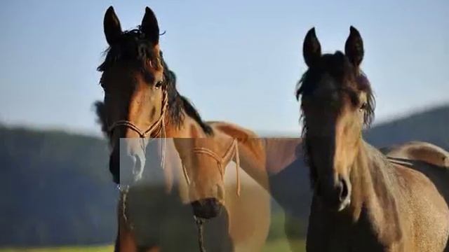 Kabarda смотреть онлайн