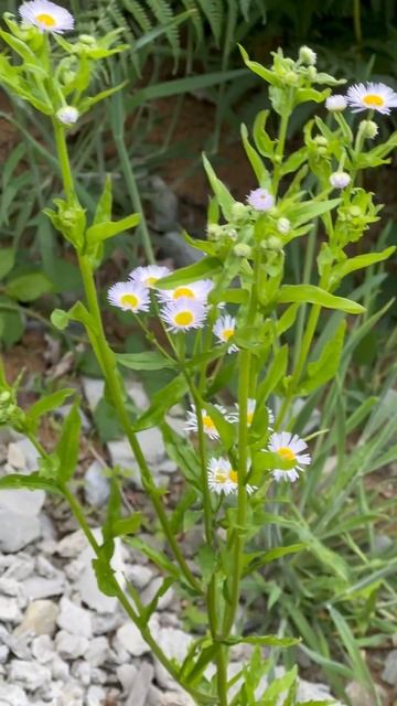 МЕЛКОЛЕПЕСТНИК ОДНОЛЕТНИЙ смотреть онлайн