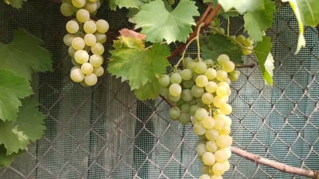 Виноград Цитронний Магарача. 2020р.