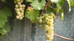 Виноград Цитронний Магарача. 2020р.