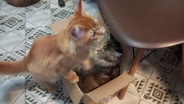 Котёнок мейн кун Феникс выгоняет маму из коробки 🐱😼😼 смотреть онлайн