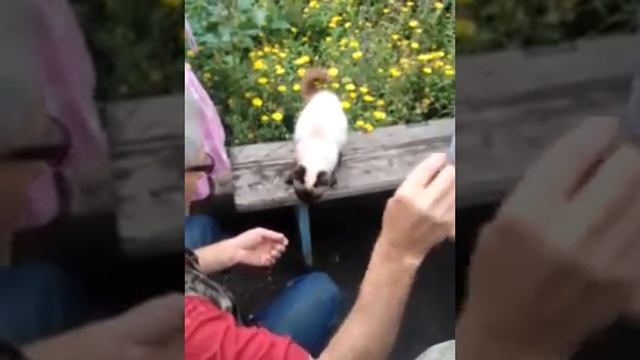 Как приучить давать лапу за минуту смотреть онлайн