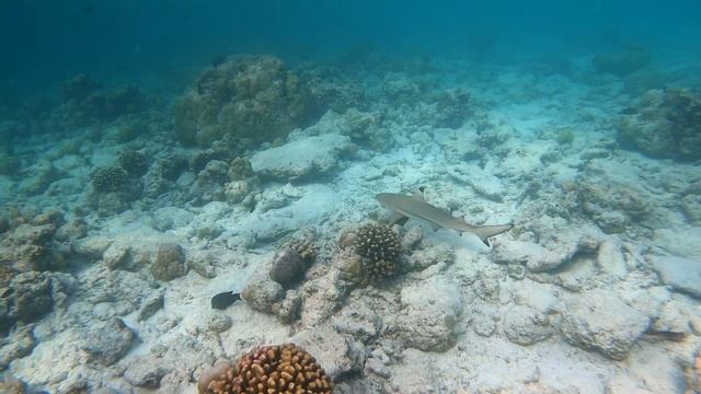 Рифовая акула смотреть онлайн