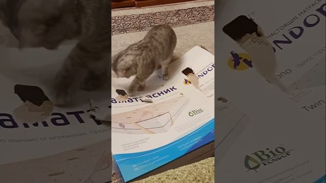 Кошка грызун или домашний вредитель