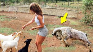 На такое можно смотреть вечно! Случаи снятые на камеру