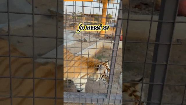 Went to Wildlife Zoo in Umm al Quwain 🐅 смотреть онлайн