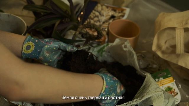 Цветочная реформа |  Уход за комнатными растениями | Весенняя пересадка цветов