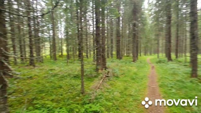 Заметки натуралиста. Центр Норвегии. Харран смотреть онлайн