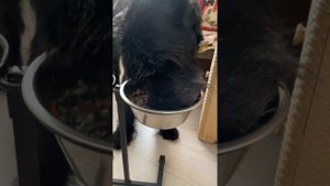 Кормление Ризеншнауцера натуралкой. Сегодня рыбный обед