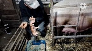 Много поросят буду раселять. Опорос свиноматки Белки старшей.