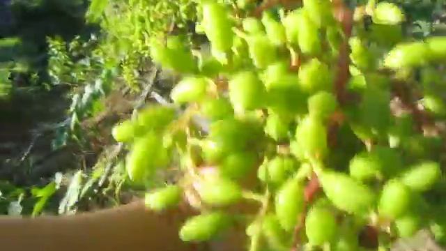 Виноград в липні 2017 Самбір р_н смотреть онлайн