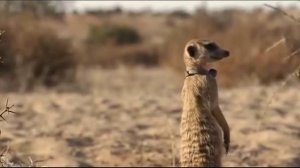 Поместье сурикат 4 сезон 1 серия «Иметь и не иметь» (документальный сериал, 2005)