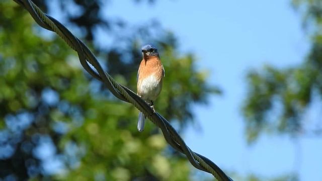 Eastern Bluebird Sialia sialis Laughing Brook Wildlife Sanctuary