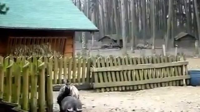 Struś opierdala Knura - Major vs Kononowicz смотреть онлайн