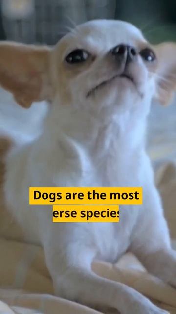Five Interesting Facts About Dogs #shorts смотреть онлайн