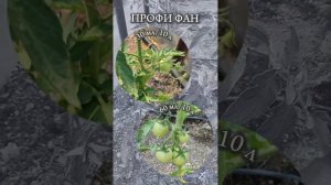 Эксперимент, применение разных доз Профи Ин и Профи Фан