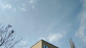 голуби город Курахово  14.03.2021г.