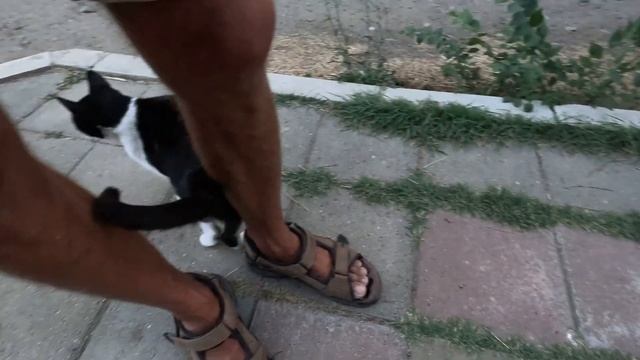 Street cat / Ласковая уличная кошка смотреть онлайн