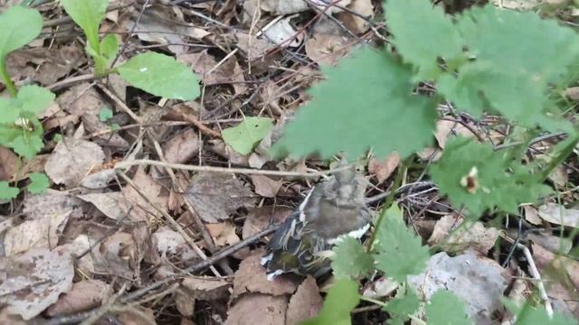 3 июня 2023 г.Птенец ещё не летает. смотреть онлайн