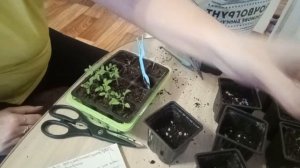 пикирую комнатные томаты🍅