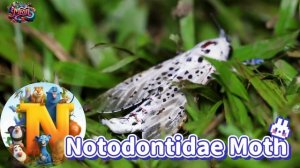 ABC Insect Animals song | Learn Alphabets | English and Animals for Kids | Alphabets Kids Song