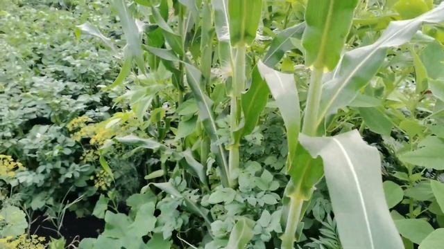 В огороде у бабушки в деревне! Они знают как получить супер урожай.