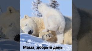 Мама, добрый день. #family #bears #animals