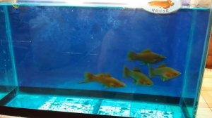 меченосец рубин красный