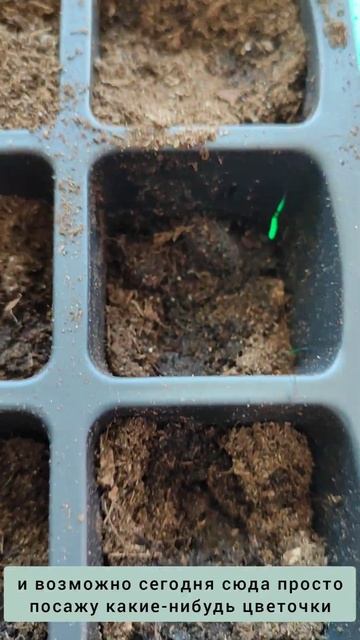 #14february #зима #деревня #огороднаподоконнике #огородкруглыйгод #урожай #посадка #огурцы #огород смотреть онлайн