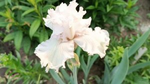 Ирис Queen Of Angels