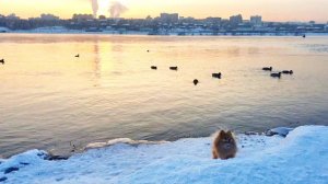 Опасный лёд и Басины зимние утки!