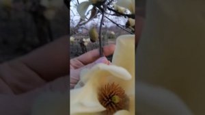 Магнолия жёлтая сорт Yellow River