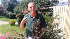 Lagerstroemia Black Diamond
