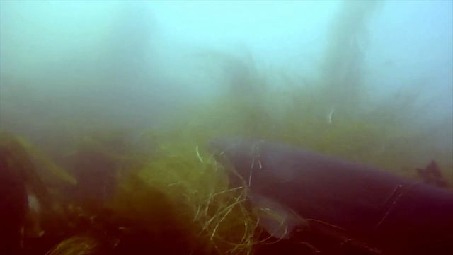 Sevengill Kayak Dive - La Jolla CA - Summer 2014 смотреть онлайн