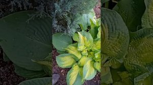 реверс хосты