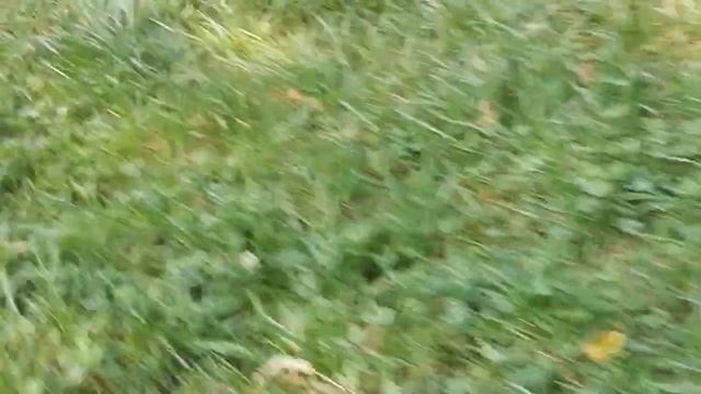 Прогулка ребёнка в Черкассах смотреть онлайн