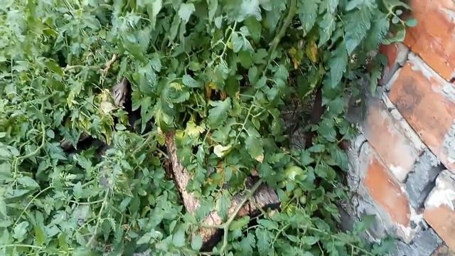 помидор монстр смотреть онлайн