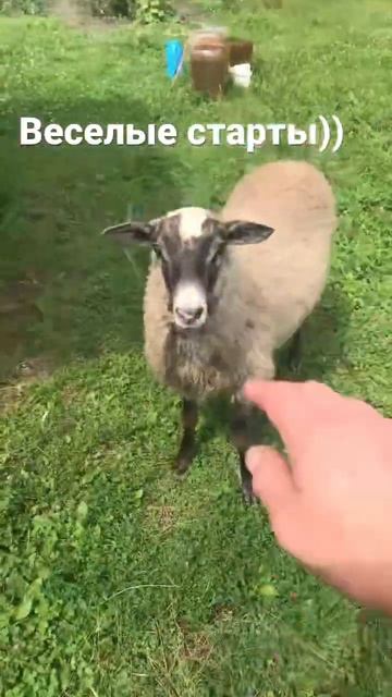 #сельскаяжизнь #татьяна #найда #овцы смотреть онлайн