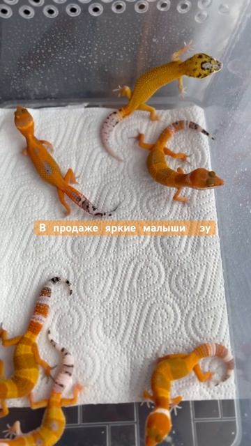 Продажа малышей эублефаров своего разведения 🔥🔥 #эублефар #геккон смотреть онлайн